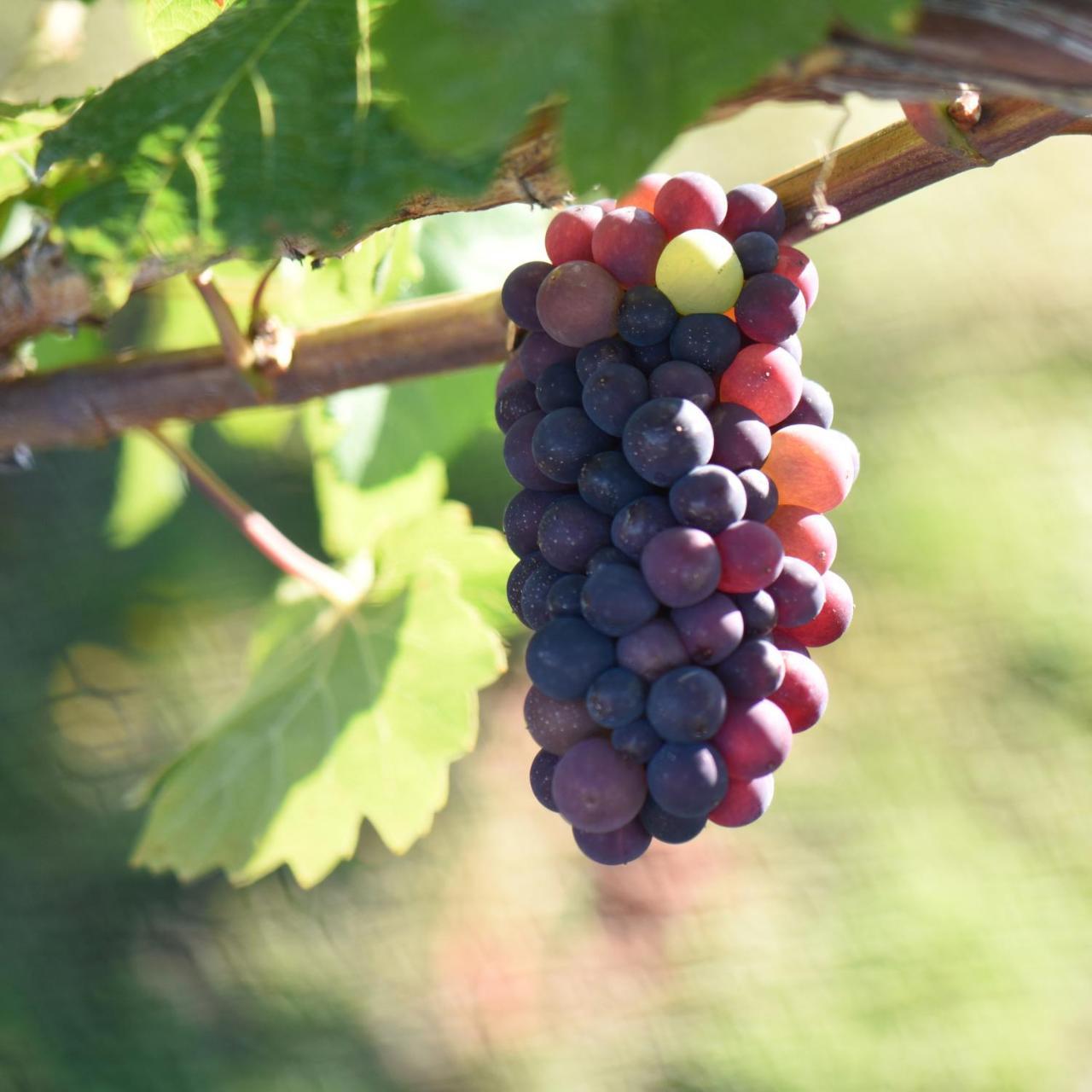 Bed and Breakfast Grey Ridge Vineyard Experience Alexandra Exterior foto